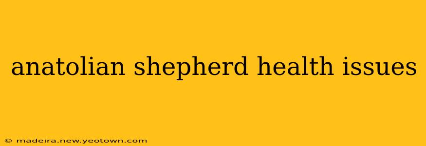anatolian shepherd health issues