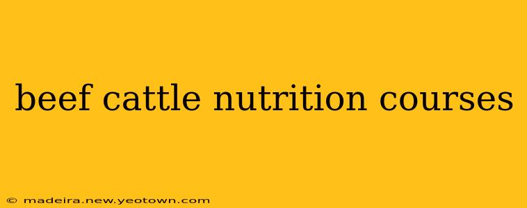 beef cattle nutrition courses
