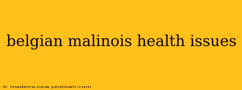 belgian malinois health issues