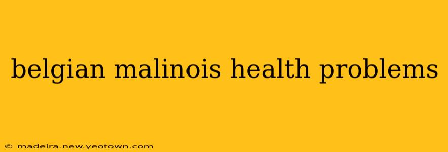 belgian malinois health problems