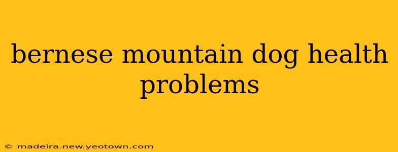 bernese mountain dog health problems