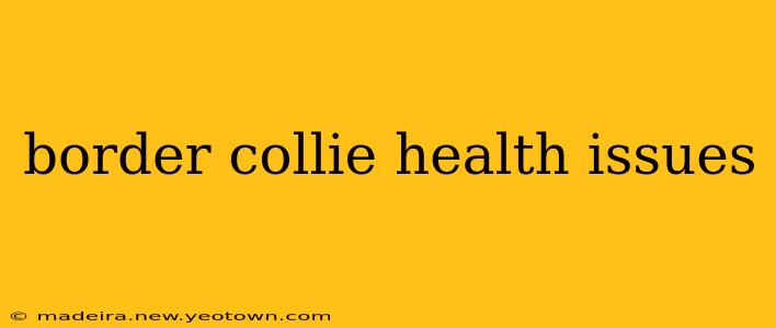 border collie health issues