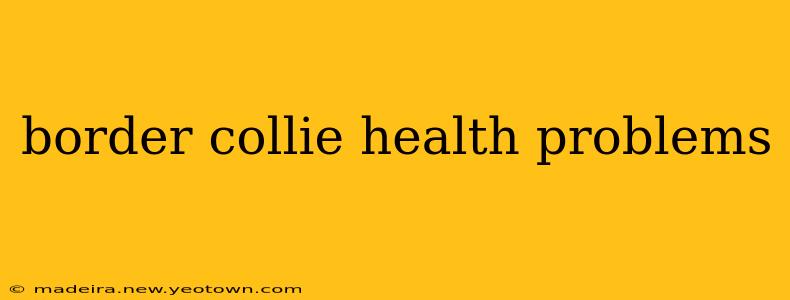border collie health problems