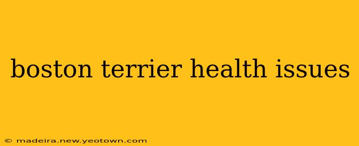 boston terrier health issues