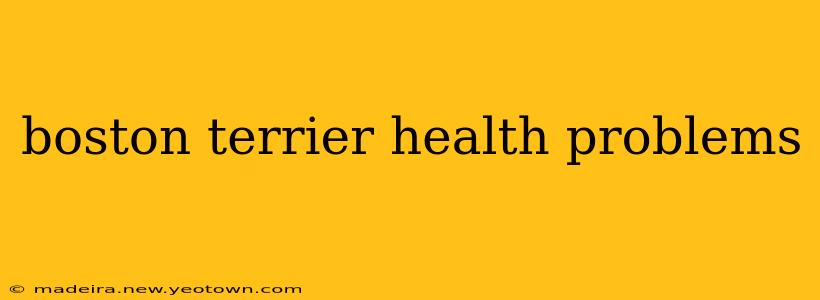 boston terrier health problems
