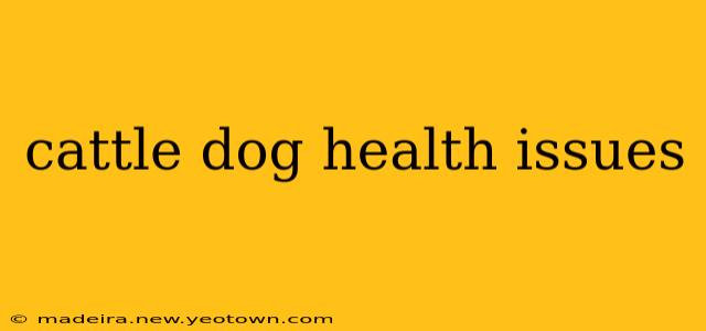 cattle dog health issues