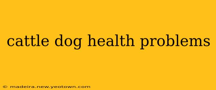 cattle dog health problems