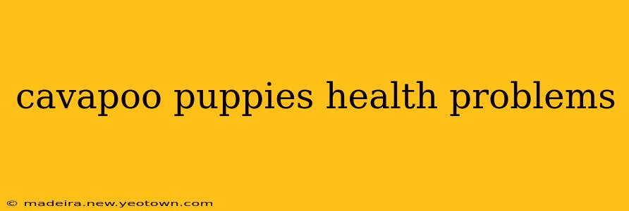 cavapoo puppies health problems