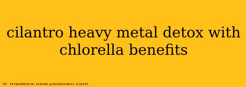 cilantro heavy metal detox with chlorella benefits