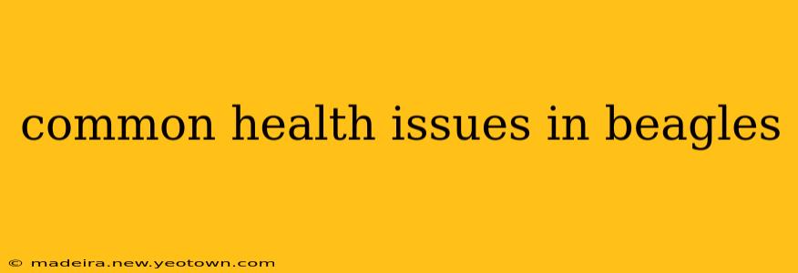common health issues in beagles