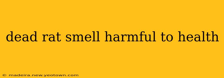 dead rat smell harmful to health
