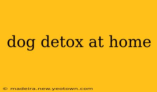 dog detox at home