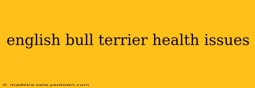 english bull terrier health issues