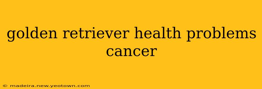 golden retriever health problems cancer