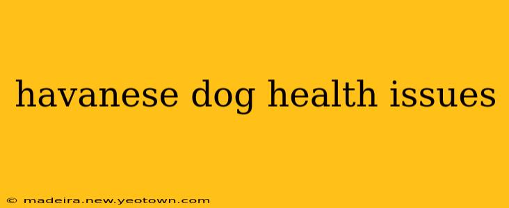havanese dog health issues