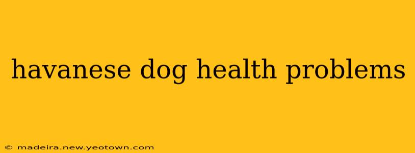 havanese dog health problems