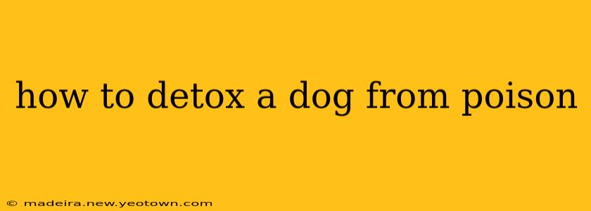 how to detox a dog from poison