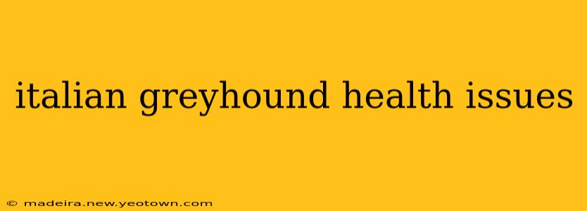 italian greyhound health issues