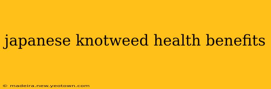 japanese knotweed health benefits