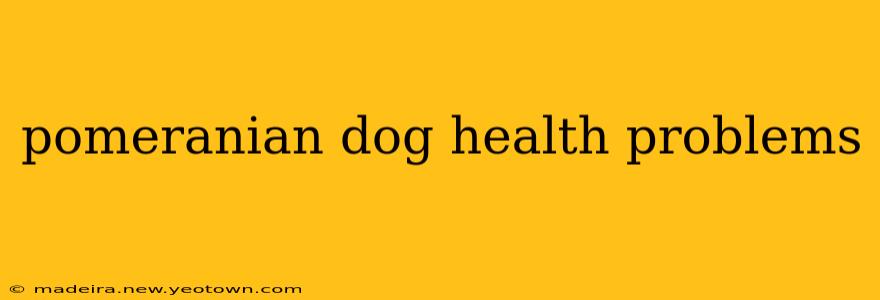 pomeranian dog health problems