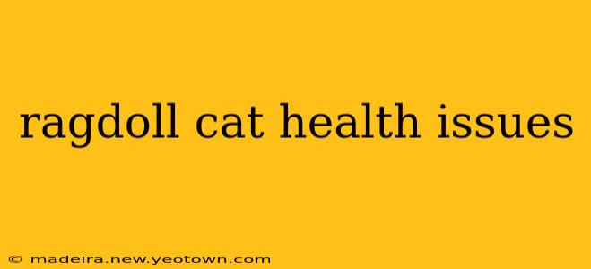 ragdoll cat health issues