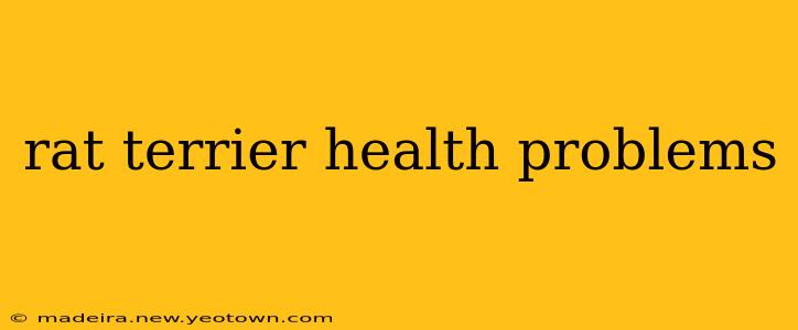 rat terrier health problems