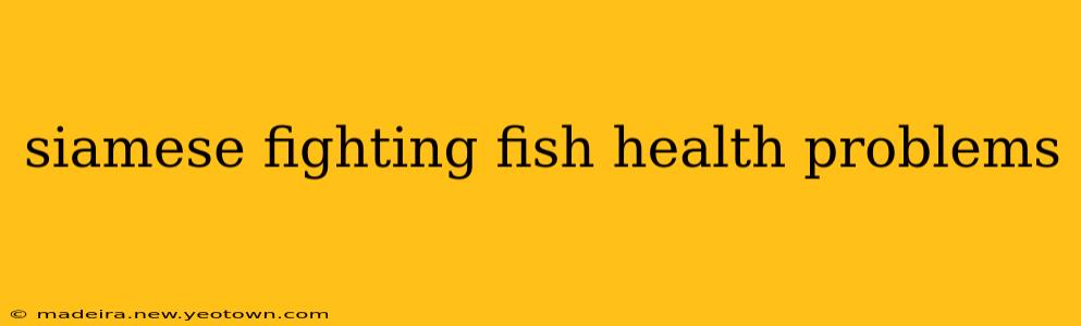siamese fighting fish health problems