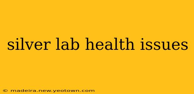 silver lab health issues