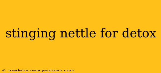 stinging nettle for detox