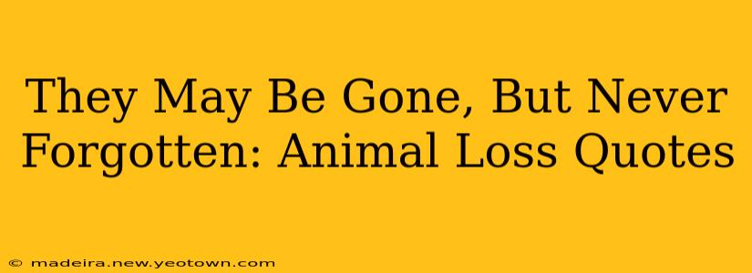 They May Be Gone, But Never Forgotten: Animal Loss Quotes