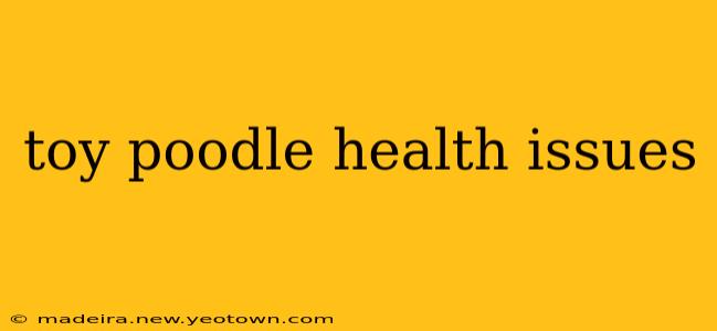 toy poodle health issues